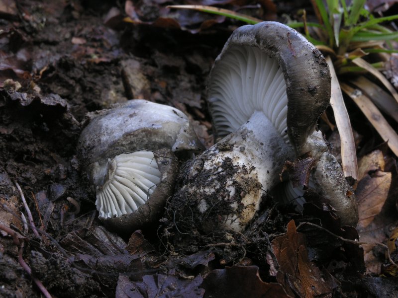 Ancora pi� in alto, dove si scioglie la neve ....